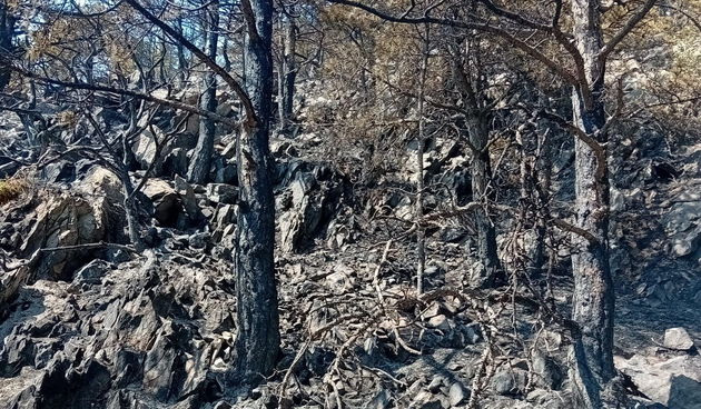 Opožarena Dalmacija – narušen kompletan eko-sustav staništa divljači i divljih životinja