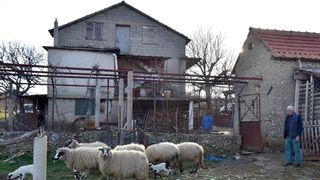 Kaštel Žegarski: Ovca potjerala vuka i ojanjila dva janjčića