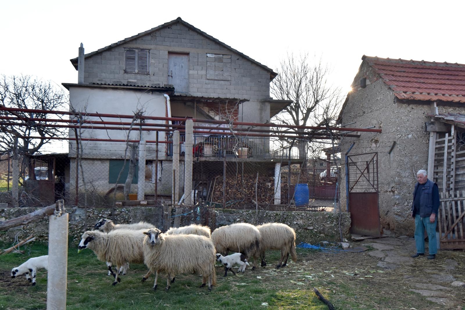 Kaštel Žegarski: Ovca potjerala vuka i ojanjila dva janjčića