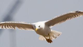 Image 1201645 (auto)