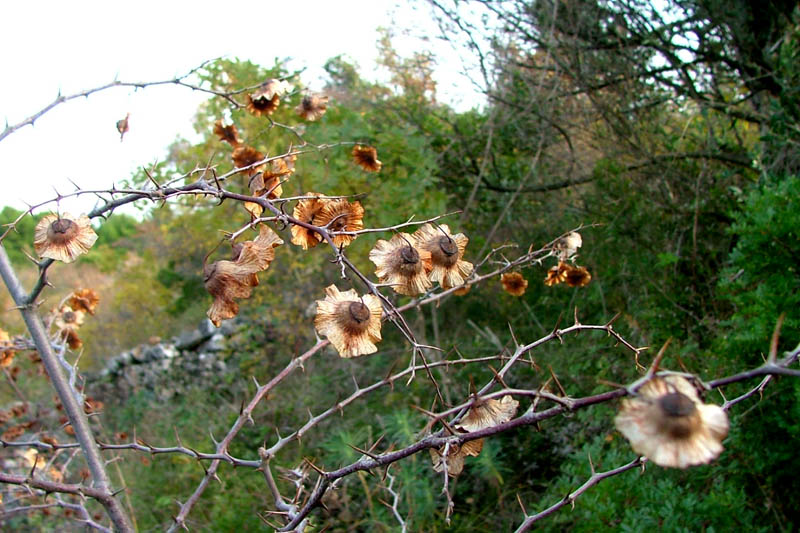 Image 1190413 (auto)