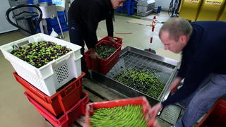 Zadar, 051112.
Uljare na zadarskom podrucju ubrzano preradjuju masline u ulje, ali prvi podaci govore da je ove godine randman izuzetno slab zbog velike suse u Dalmaciji. Detalj iz Uljare Zadar na Novom Bokanjcu u Zadru.
Foto: Jure Miskovic / CROPIX Zadar, 051112.
Uljare na zadarskom podrucju ubrzano preradjuju masline u ulje, ali prvi podaci govore da je ove godine randman izuzetno slab zbog velike suse u Dalmaciji. Detalj iz Uljare Zadar na Novom Bokanjcu u Zadru.
Foto: Jure Miskovic / CROPIX