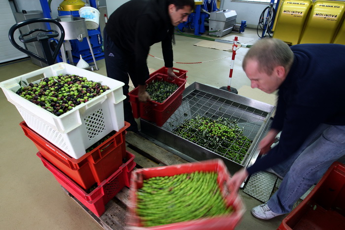 Zadar, 051112.
Uljare na zadarskom podrucju ubrzano preradjuju masline u ulje, ali prvi podaci govore da je ove godine randman izuzetno slab zbog velike suse u Dalmaciji. Detalj iz Uljare Zadar na Novom Bokanjcu u Zadru.
Foto: Jure Miskovic / CROPIX Zadar, 051112.
Uljare na zadarskom podrucju ubrzano preradjuju masline u ulje, ali prvi podaci govore da je ove godine randman izuzetno slab zbog velike suse u Dalmaciji. Detalj iz Uljare Zadar na Novom Bokanjcu u Zadru.
Foto: Jure Miskovic / CROPIX