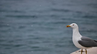 Bura i snijeg u Zadru 1. veljače 2012, Foto: Duje Surać