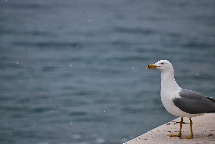 Bura i snijeg u Zadru 1. veljače 2012, Foto: Duje Surać