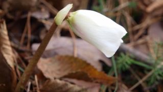 Samoborsko gorje, studeni 2010