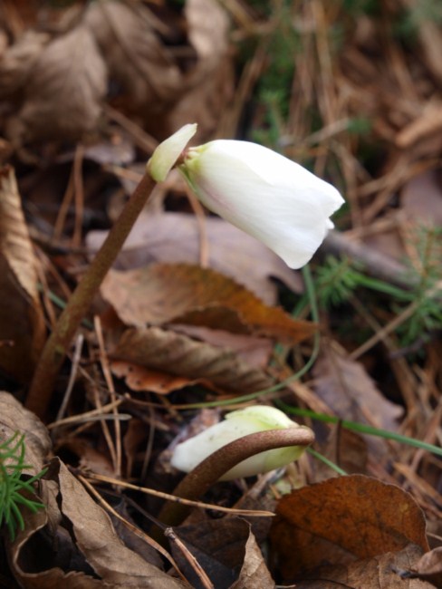 Samoborsko gorje, studeni 2010