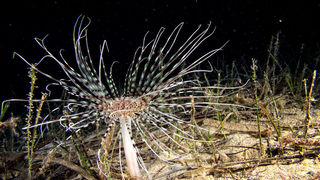 Foto: Ante Uglešić Foto: Ante Uglešić