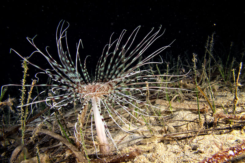 Foto: Ante Uglešić Foto: Ante Uglešić