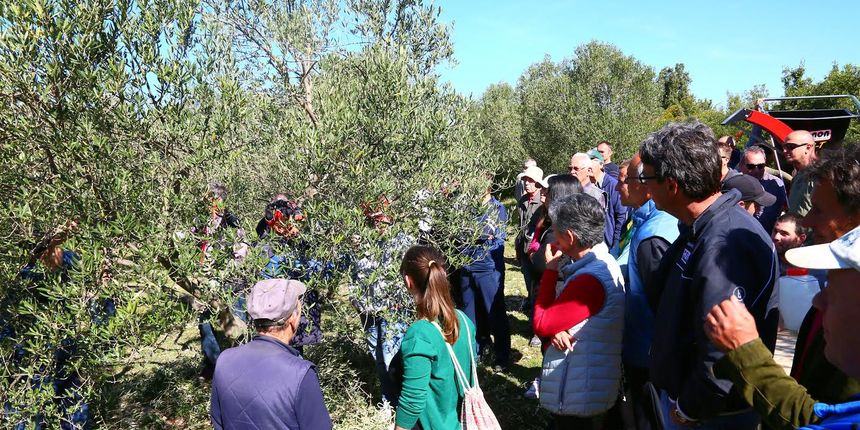 Radionica za maslinare u Parku prirode Vransko jezero Radionica za maslinare u Parku prirode Vransko jezero