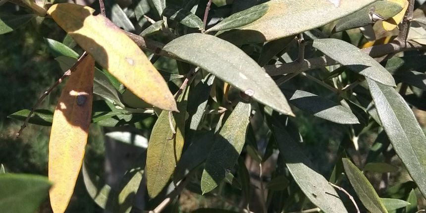 Olovna bolest Olovna bolest