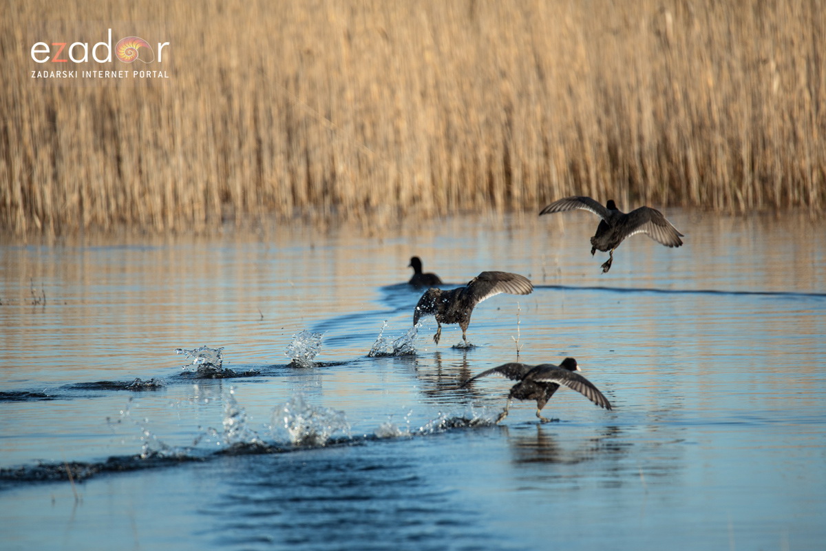 Nedjeljno svitanje na Vranskom jezeru Nedjeljno svitanje na Vranskom jezeru