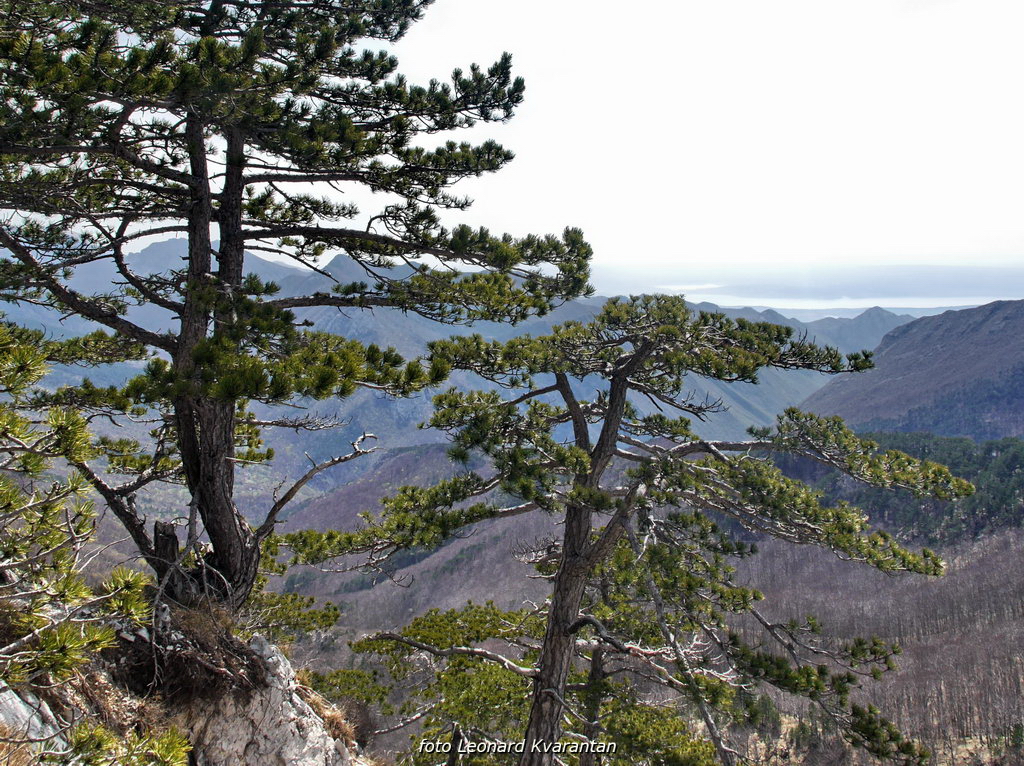 Veliko Rujno – Buljma – Struge