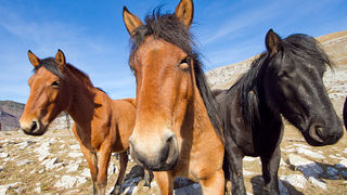 Velebitski divlji konji, Foto: Leo Banić