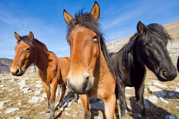 Velebitski divlji konji, Foto: Leo Banić