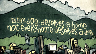 DasPas i street art umjetnici pomažu Azil Dumovec(psić,dogs) DasPas i street art umjetnici pomažu Azil Dumovec(psić,dogs)