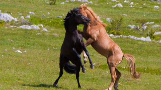 Divlji konji Velebita, foto: Leo Banic