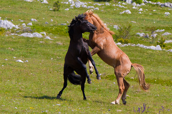 Divlji konji Velebita, foto: Leo Banic