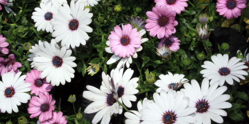 10. Dani cvije 10. Dani cvije