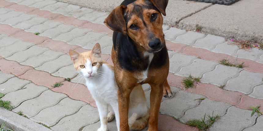 Pas i mačka Pas i mačka