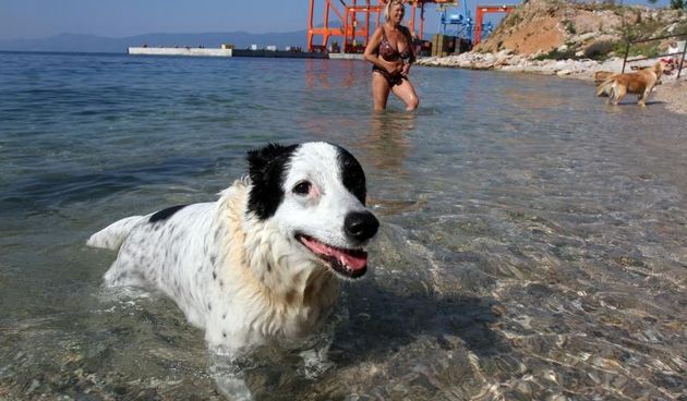 22.08l.2015., Rijeka – Na psecoj plazi Pecine odrzana je humanitarna akcija Morski pas na kojoj fotograf Petar Fabijan snima pse u moru. Photo: Goran Kovacic/PIXSELL