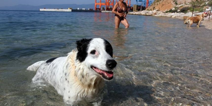 22.08l.2015., Rijeka – Na psecoj plazi Pecine odrzana je humanitarna akcija Morski pas na kojoj fotograf Petar Fabijan snima pse u moru. Photo: Goran Kovacic/PIXSELL 22.08l.2015., Rijeka – Na psecoj plazi Pecine odrzana je humanitarna akcija Morski pas na kojoj fotograf Petar Fabijan snima pse u moru. Photo: Goran Kovacic/PIXSELL
