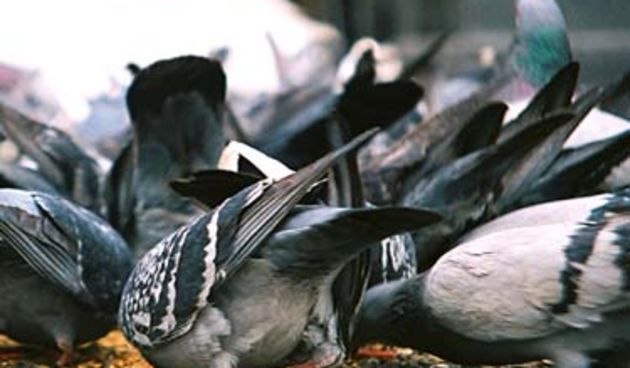 Golubovi (Foto: HTV)