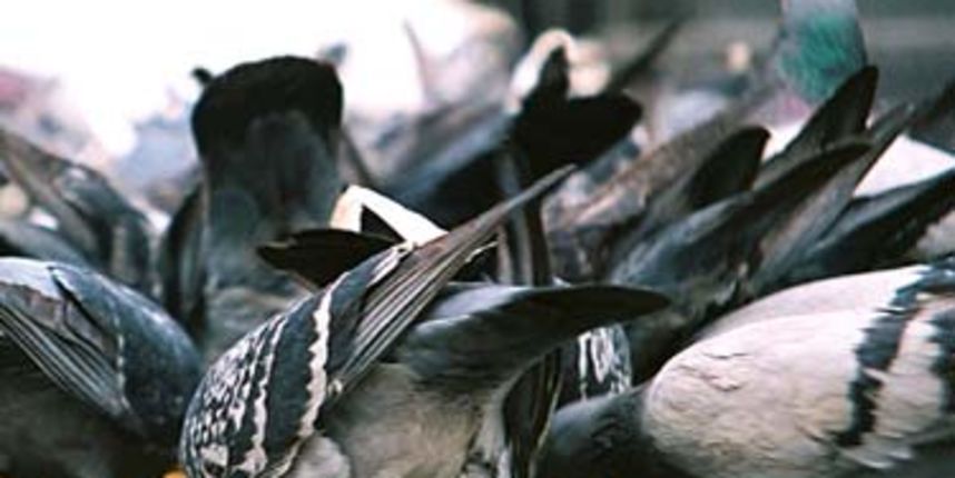 Golubovi (Foto: HTV)