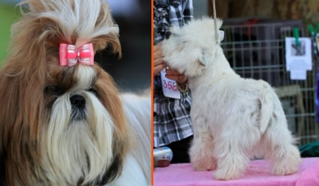 Psići, pas (Foto: Goran Šebelić/ Cropix)