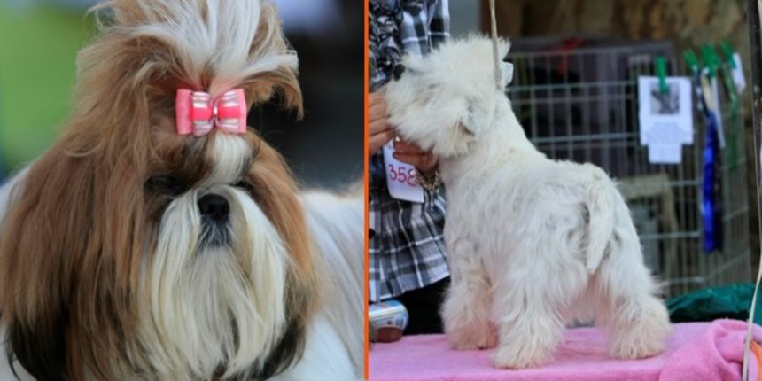 Psići, pas (Foto: Goran Šebelić/ Cropix) Psići, pas (Foto: Goran Šebelić/ Cropix)