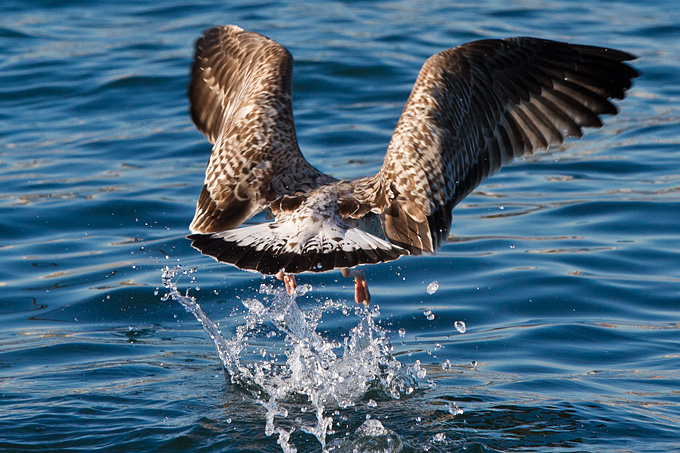 Jutarnja svađa galebova, foto: Leo Banić