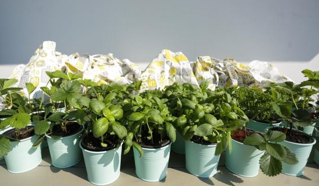 Djeca sadila biljke u IKEA urbanom vrtu na krovu nebodera na Iblerovom trgu