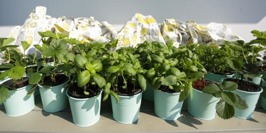 Djeca sadila biljke u IKEA urbanom vrtu na krovu nebodera na Iblerovom trgu