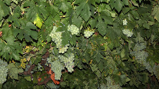 Sukošanska fešta Svetog Kasijana 13. kolovoza 2011, Foto: Lucija Juravić Sukošanska fešta Svetog Kasijana 13. kolovoza 2011, Foto: Lucija Juravić