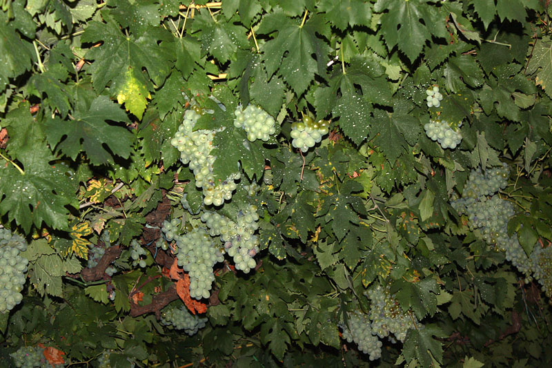 Sukošanska fešta Svetog Kasijana 13. kolovoza 2011, Foto: Lucija Juravić Sukošanska fešta Svetog Kasijana 13. kolovoza 2011, Foto: Lucija Juravić