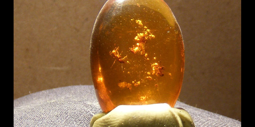 Fosil, foto: ETA Fosil, foto: ETA