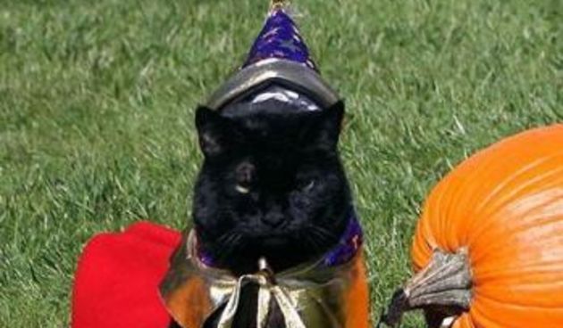 Mačka obitelji Bush (Foto: AP)