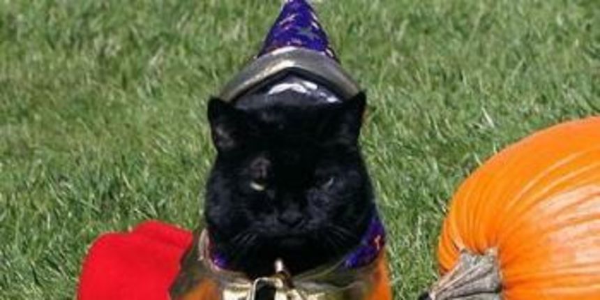 Mačka obitelji Bush (Foto: AP) Mačka obitelji Bush (Foto: AP)