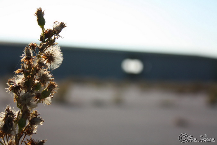 Devastirana bivša vojna baza Šepurine, Foto: Iva Idassa Devastirana bivša vojna baza Šepurine, Foto: Iva Idassa