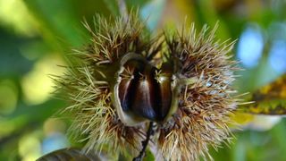Pitomi kesten (Castanea sativa) jedan je od najprepoznatljivijih plodova jeseni. Photo: Borna Filić/PIXSELL Pitomi kesten (Castanea sativa) jedan je od najprepoznatljivijih plodova jeseni. Photo: Borna Filić/PIXSELL