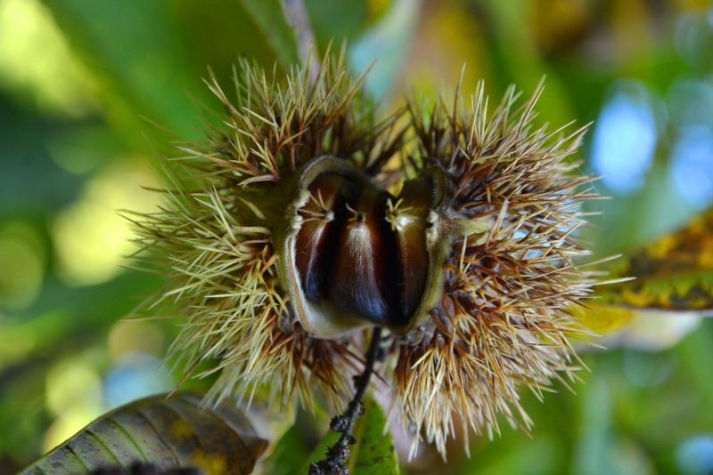 Pitomi kesten (Castanea sativa) jedan je od najprepoznatljivijih plodova jeseni. Photo: Borna Filić/PIXSELL Pitomi kesten (Castanea sativa) jedan je od najprepoznatljivijih plodova jeseni. Photo: Borna Filić/PIXSELL