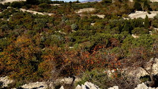 Rab, 131111.
Topao i suncan dan na Rabu idealan je za setnju po barbatskom kantu (pasnjacima) i za otkrivanje ljepota barbatskih kamenih suhozida. Suhozid je gradjevina od prirodnog kamena kojeg su tezaci gradili slagajuci kamen na kamen bez koristenja ve Rab, 131111.
Topao i suncan dan na Rabu idealan je za setnju po barbatskom kantu (pasnjacima) i za otkrivanje ljepota barbatskih kamenih suhozida. Suhozid je gradjevina od prirodnog kamena kojeg su tezaci gradili slagajuci kamen na kamen bez koristenja ve