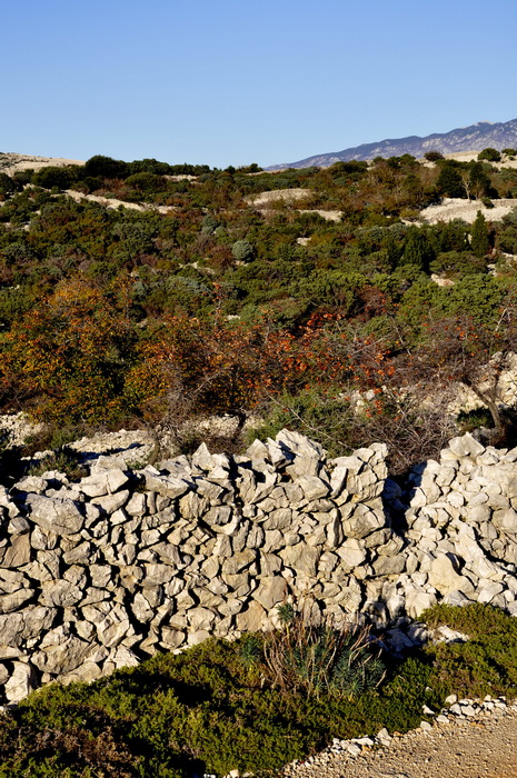 Rab, 131111.
Topao i suncan dan na Rabu idealan je za setnju po barbatskom kantu (pasnjacima) i za otkrivanje ljepota barbatskih kamenih suhozida. Suhozid je gradjevina od prirodnog kamena kojeg su tezaci gradili slagajuci kamen na kamen bez koristenja ve Rab, 131111.
Topao i suncan dan na Rabu idealan je za setnju po barbatskom kantu (pasnjacima) i za otkrivanje ljepota barbatskih kamenih suhozida. Suhozid je gradjevina od prirodnog kamena kojeg su tezaci gradili slagajuci kamen na kamen bez koristenja ve