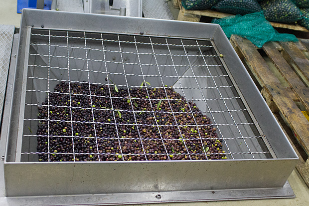 Večer u uljari, Foto: Leo Banić