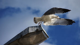 Zadarski let galebova (foto:Saša Čuka)