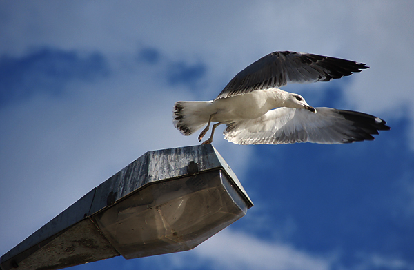 Zadarski let galebova (foto:Saša Čuka)