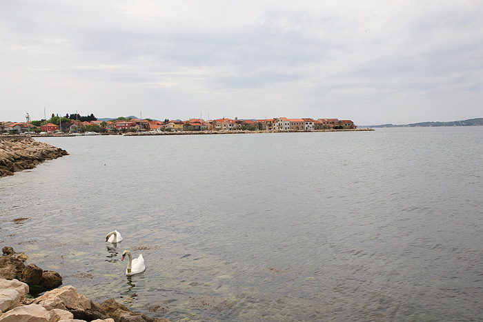 Labudovi u Bibinjama 6. svibnja 2013. Foto: Leo banić Labudovi u Bibinjama 6. svibnja 2013. Foto: Leo banić