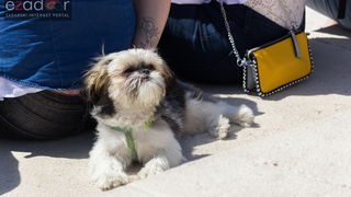 Đir po gradu 1. svibnja 2017. Đir po gradu 1. svibnja 2017.