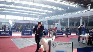 Izložba pasa na Zagrebačkom velesajmu Izložba pasa na Zagrebačkom velesajmu