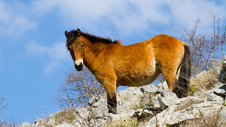 Divlji konji na Velebitu, foto: Leo Banić